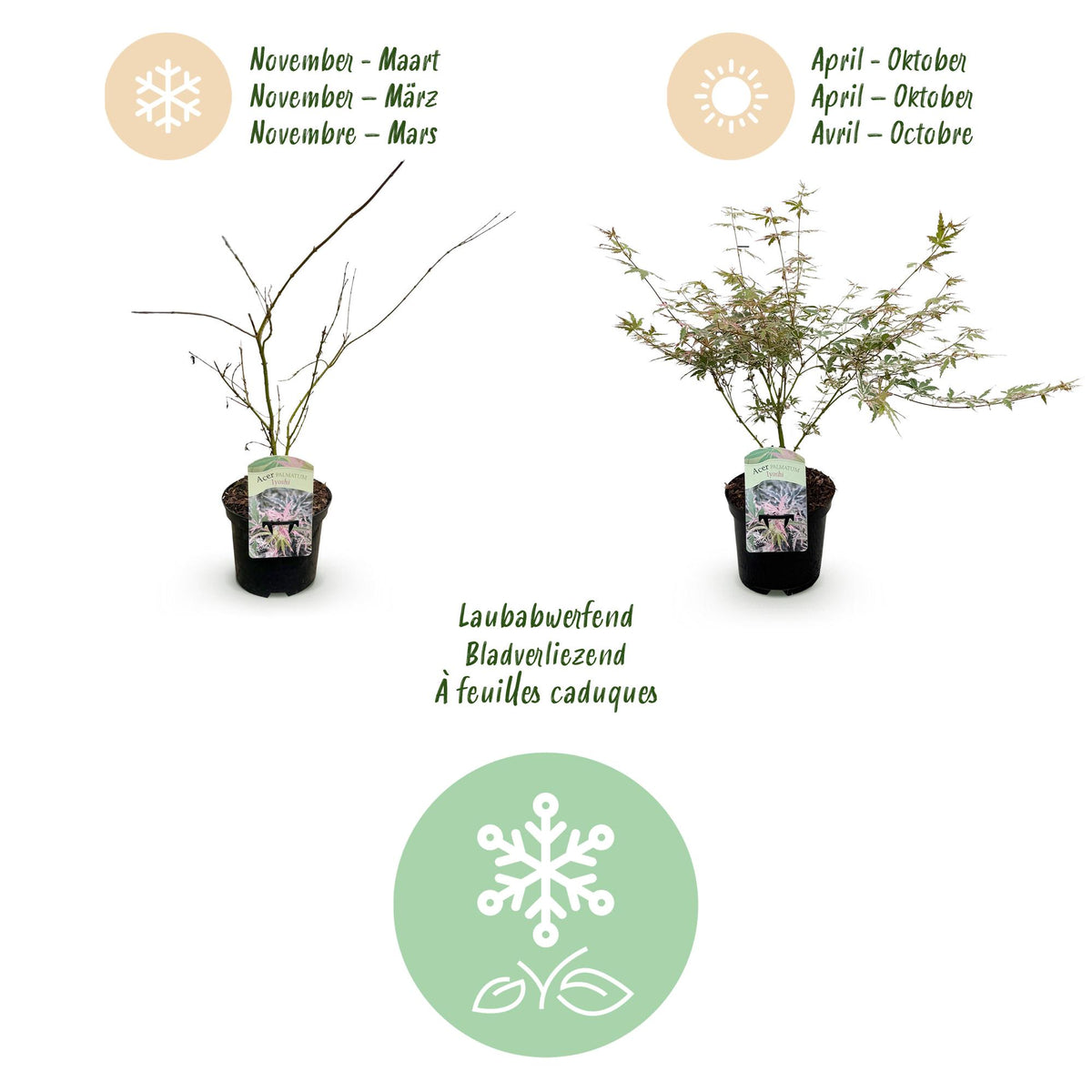 Acer palmatum 'Iyoshi' (Japanse esdoorn) – roze – Ø19 cm, 70 cm hoog