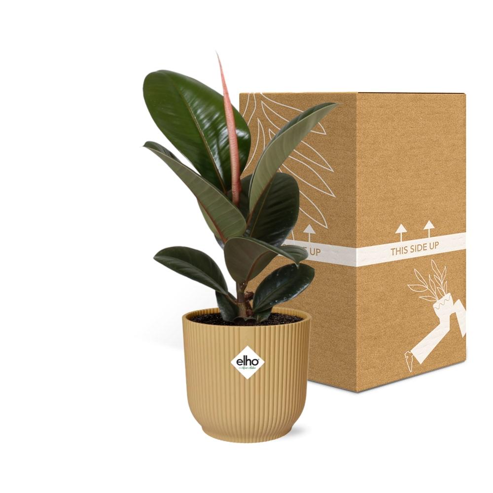 Ficus elastica ‘Robusta’ in ELHO Vibes Fold 14cm geel (rubberplant) – 35 cm hoog