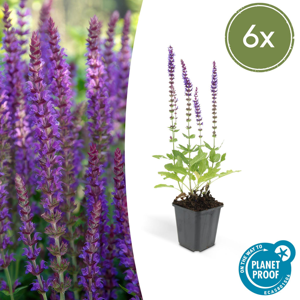 Salvia nemorosa 'Ostfriesland' (sage) – 6 plants, Ø9 cm, 10–25 cm tall – photo 2
