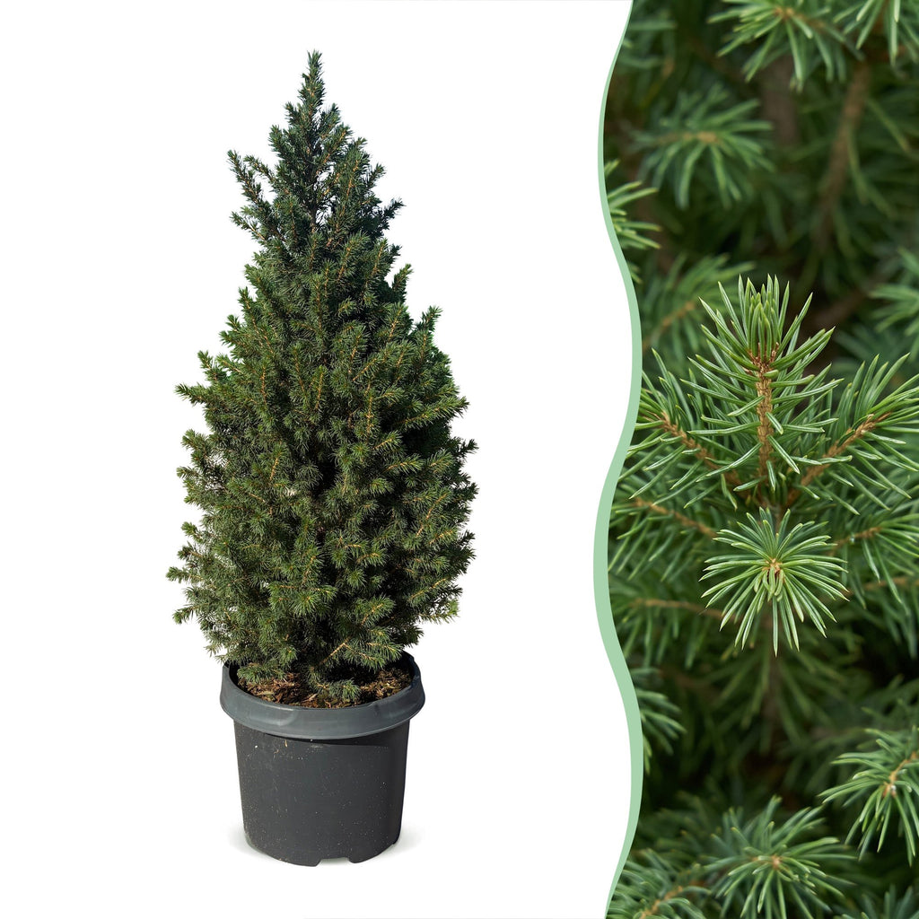 2× Picea glauca Conica (kerstboompje) – Ø23 cm, 80 cm hoog