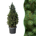 2× Picea glauca Conica (kerstboompje) – Ø23 cm, 80 cm hoog