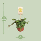 Peperomia Hope – Ø12 cm, 15 cm høj