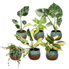 6× jeunes plantes Tropical Mix incl. Copper Reef – Ø6 cm, 10–15 cm de haut
