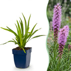 Liatris spicata (liatris) – violet – 6 plantes, Ø11 cm, 15–25 cm de haut