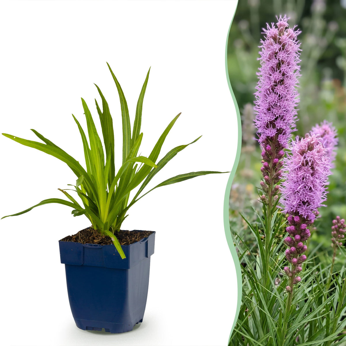 Liatris spicata (liatris) – violet – 6 plantes, Ø11 cm, 15–25 cm de haut