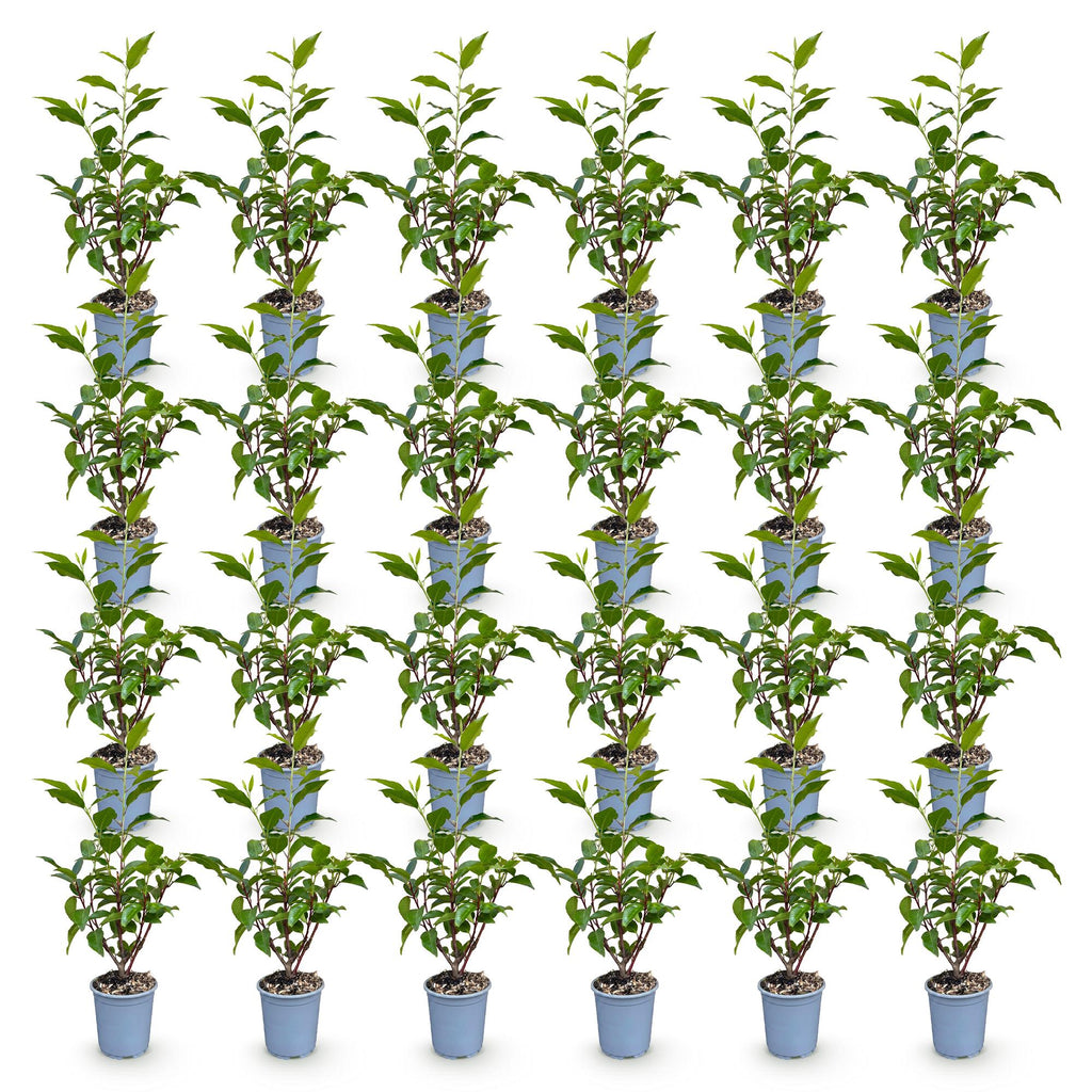 Prunus lusitanica angustifolia (prunier de Lusitanie) – 24 plants, Ø9 cm, 25–35 cm de haut – photo 2