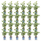 Prunus lusitanica angustifolia (prunier de Lusitanie) – 24 plants, Ø9 cm, 25–35 cm de haut