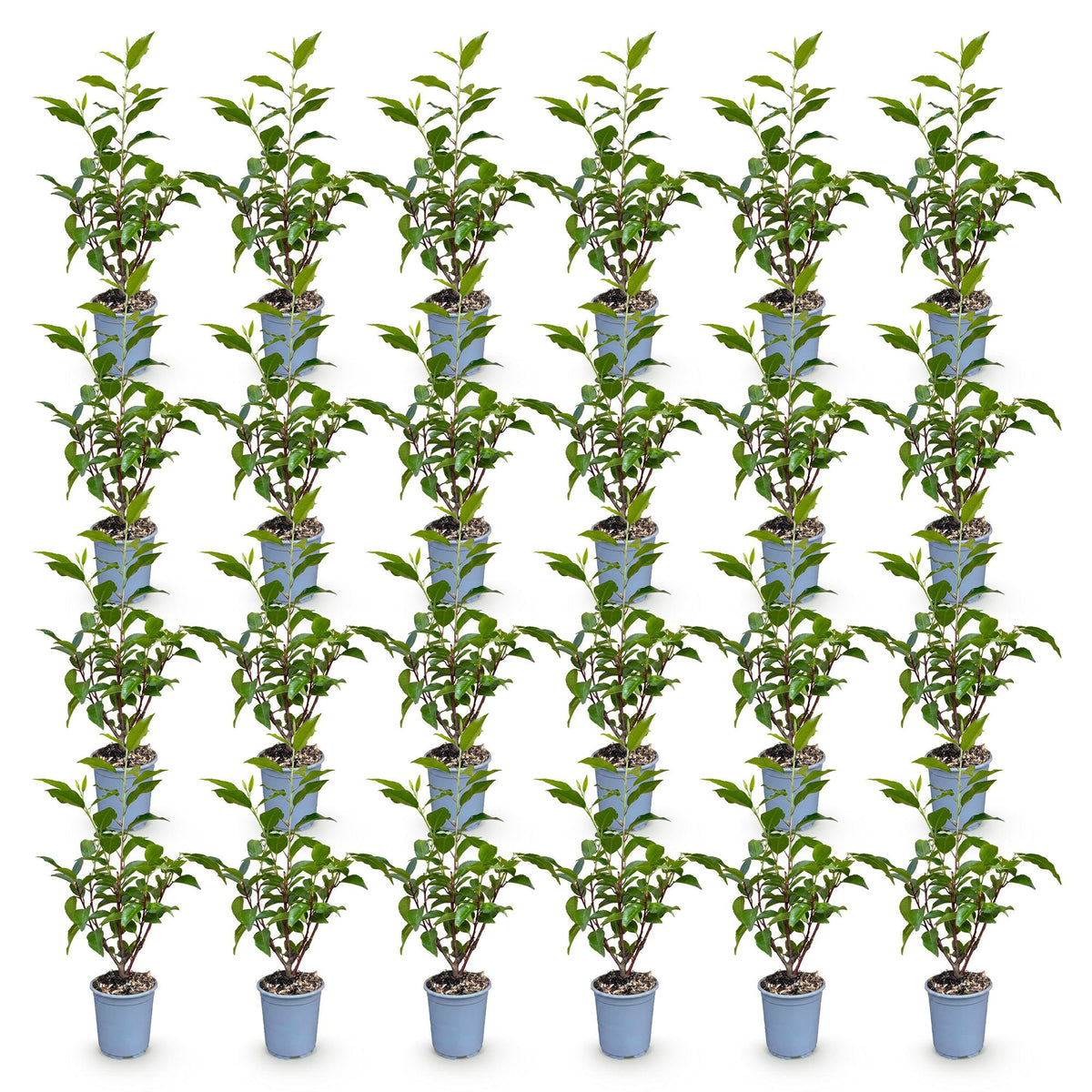 Prunus lusitanica angustifolia (prunier de Lusitanie) – 24 plants, Ø9 cm, 25–35 cm de haut – photo 2