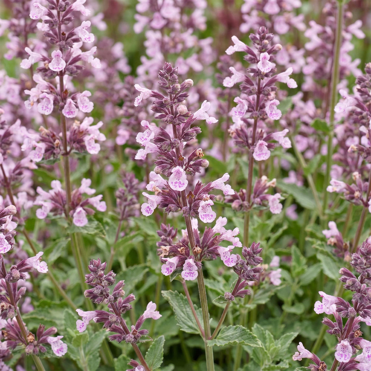 Nepeta sibirica 'Wild Orchid' (Katzenminze) – rosa – 24 Pflanzen, Ø11 cm, 15–25 cm hoch – Bild 5
