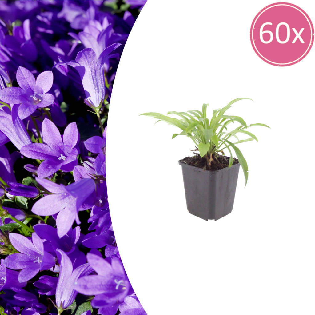 Campanula pers. 'Coerulea' (bellflower) – 60 plants, Ø9 cm, 10–25 cm high