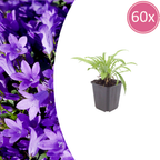 Campanula pers. 'Coerulea' (bellflower) – 60 plants, Ø9 cm, 10–25 cm high