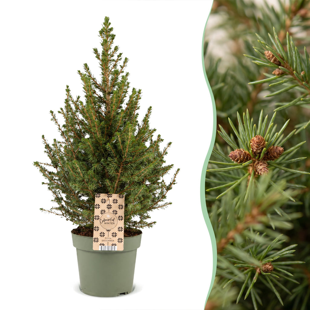 2× Picea glauca Conica (Weihnachtsbäumchen) – Ø17 cm, 65 cm hoch