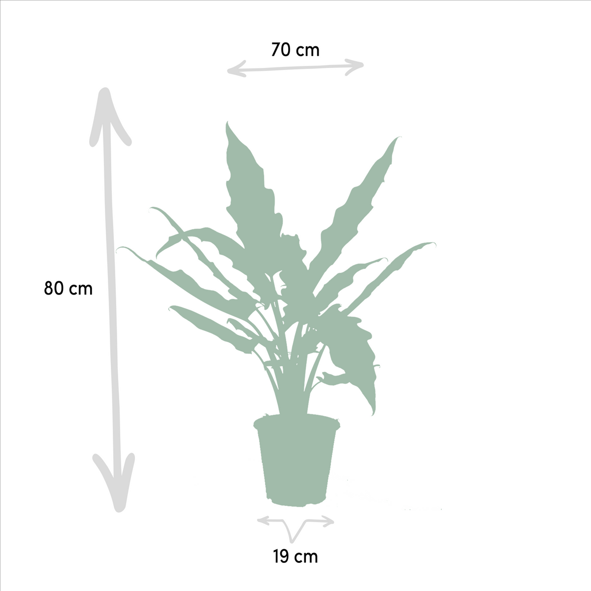 Alocasia Lauterbachiana (oreille d'éléphant) – Ø19 cm, 75 cm de haut – cucullata