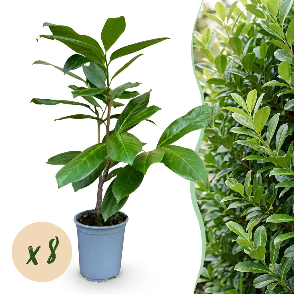 Prunus laurocerasus 'Rotundifolia' (Kirschlorbeer) – 8 Pflanzen, Ø9 cm, 25–35 cm hoch