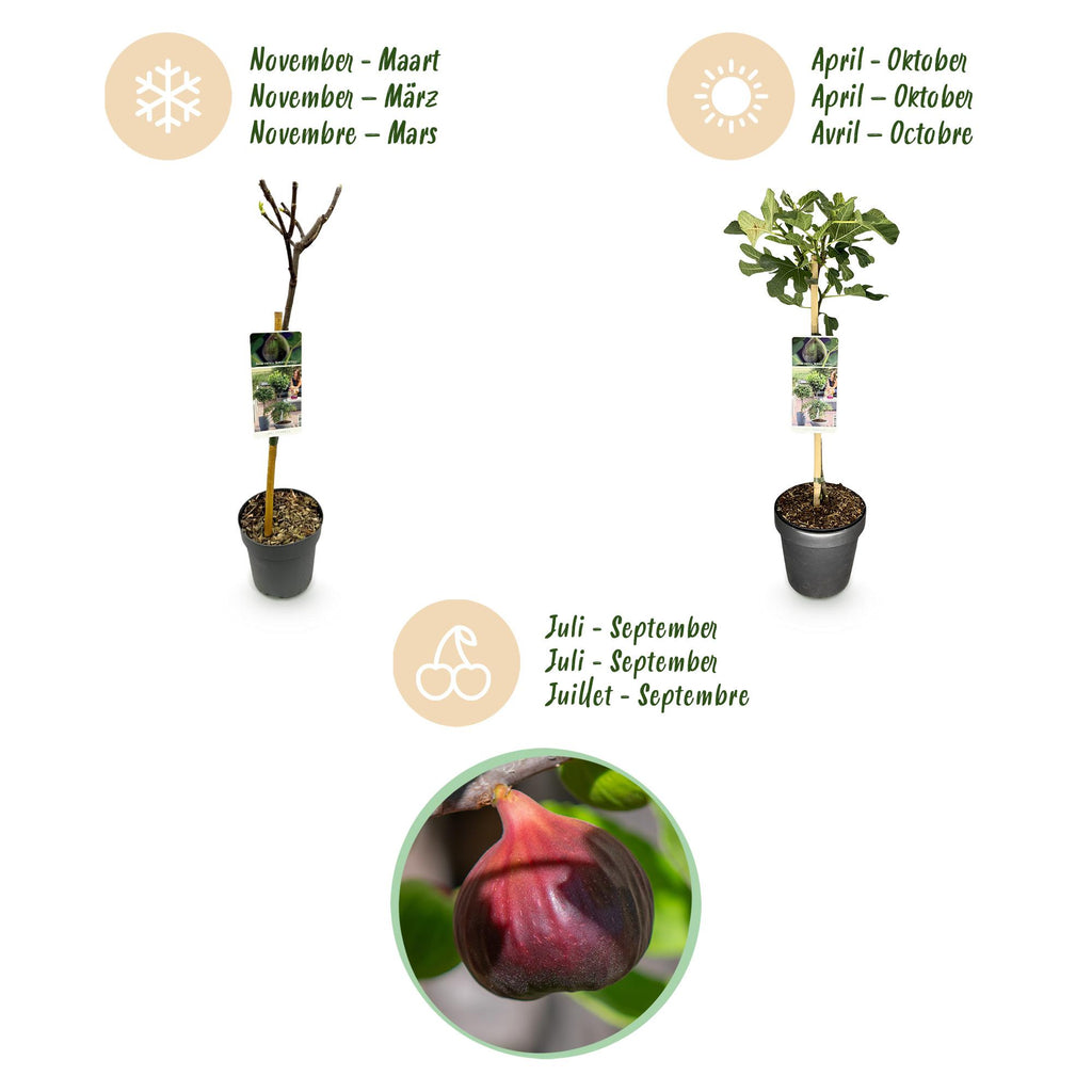 Ficus carica 'Brown Turkey' (fig tree) standard – Ø19 cm, 90 cm high – photo 9