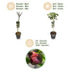 Ficus carica 'Brown Turkey' (fig tree) standard – Ø19 cm, 90 cm high