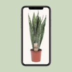 Sansevieria Zeylanica (Bogenhanf) – Ø17 cm, 60 cm hoch