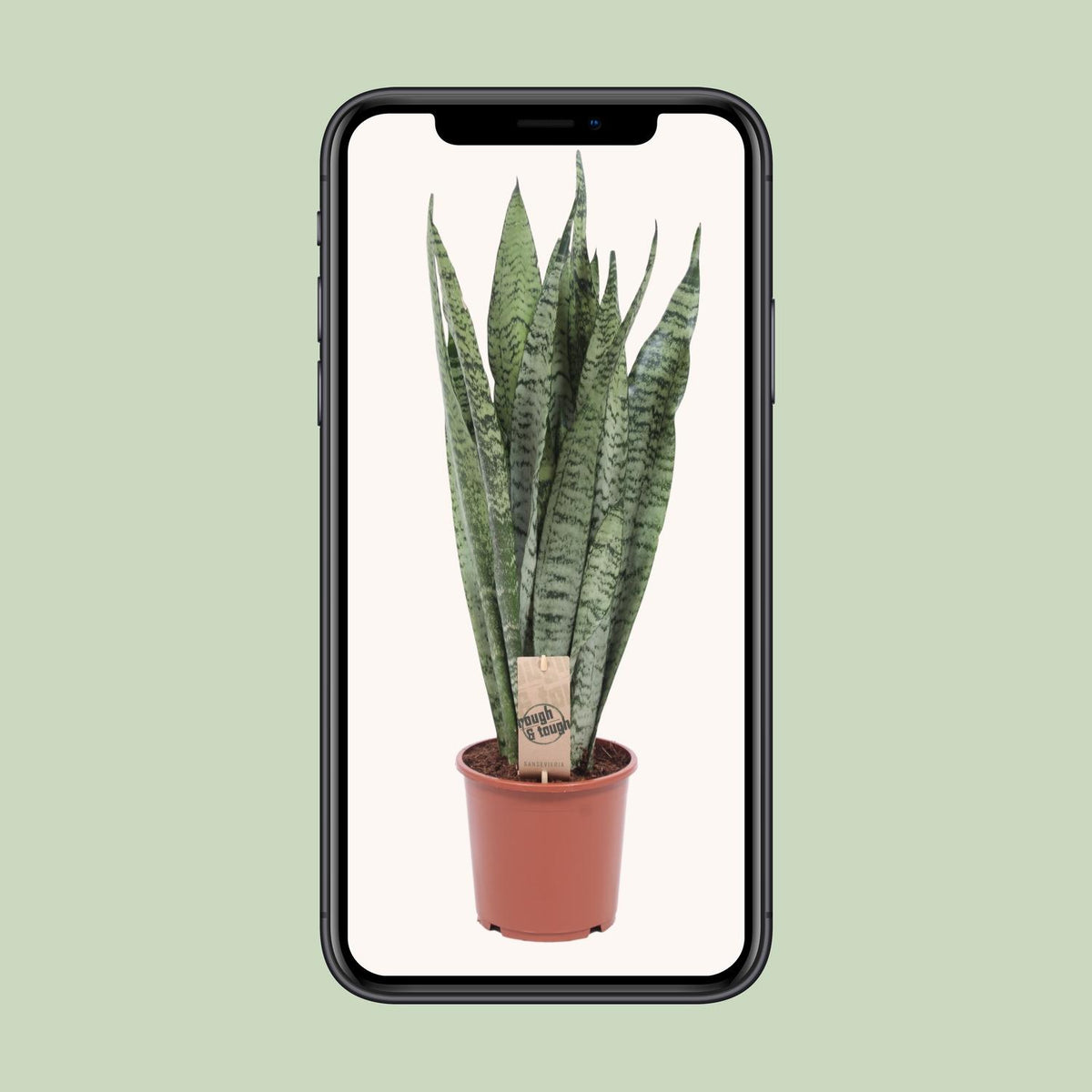 Sansevieria Zeylanica (Bogenhanf) – Ø17 cm, 60 cm hoch