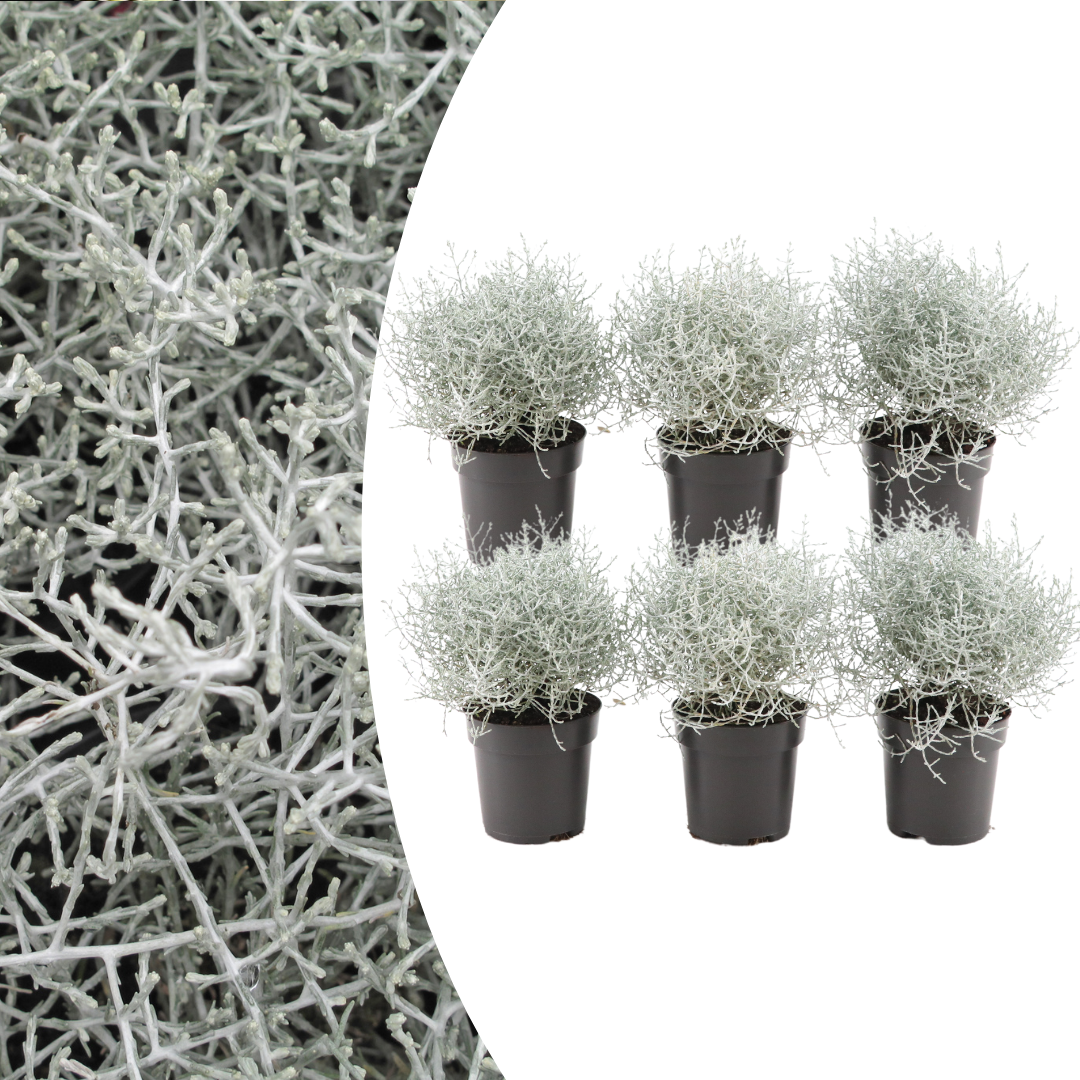 Calocephalus (zilverstruikje) – 6 planten, 15 cm hoog