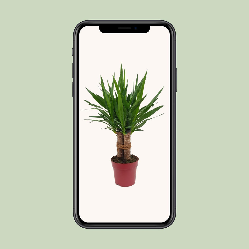 Yucca "Tres Cañas" 30 stam – Ø19 cm, 70 cm hög