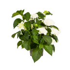 Hydrangea macrophylla 'White' (Hortensie) – Ø 24 cm, 70–80 cm hoch