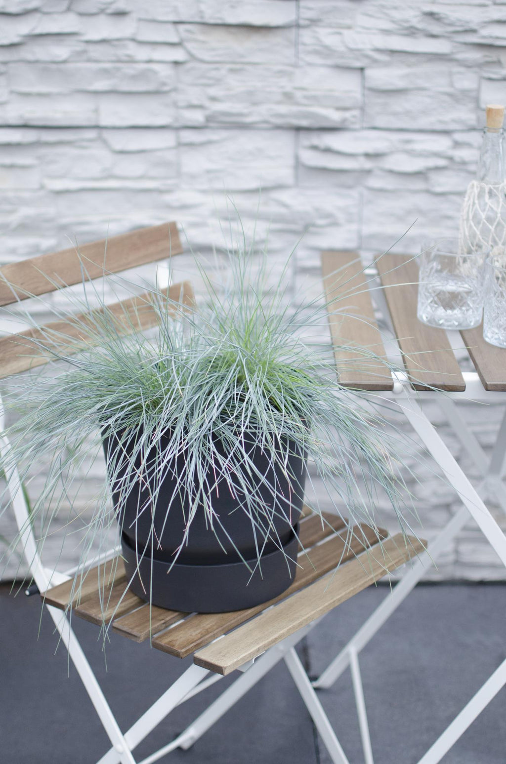 Festuca glauca 'Azura Blue' (blue fescue) – Ø19 cm, 40 cm high – photo 4