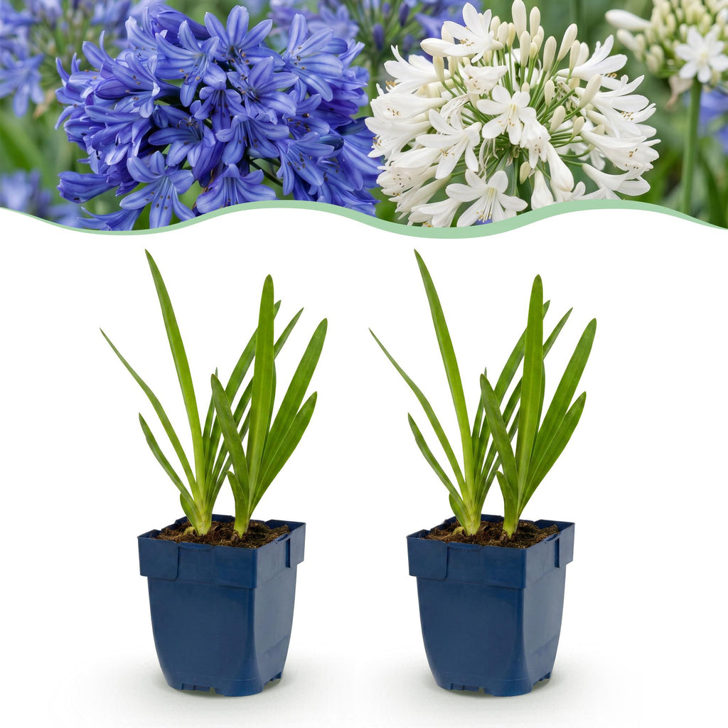 Agapanthus 'Duo' (agapanthe) – bleu-blanc – 24 plantes, Ø11 cm, 15–25 cm de haut
