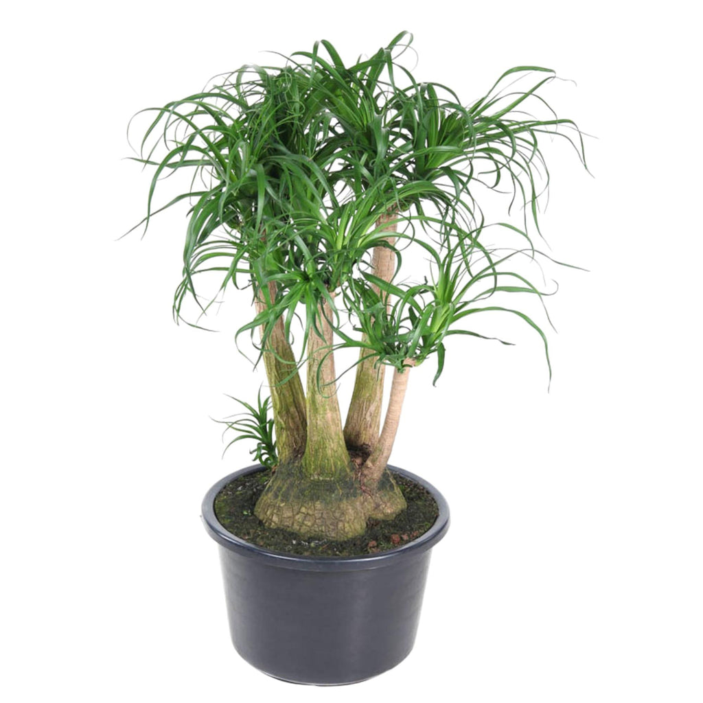 Beaucarnea vertakt (olifantspoot) – Ø41 cm, 110 cm hoog