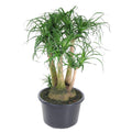 Beaucarnea vertakt (olifantspoot) – Ø41 cm, 110 cm hoog