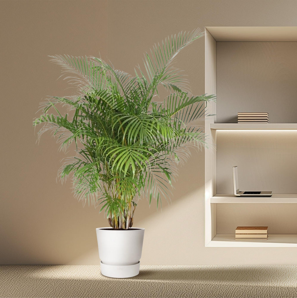 Palmier areca (Dypsis) – Ø 40 cm, 200 cm de haut