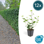 Hedera hibernica (Efeu) – 12 Pflanzen, Ø9 cm, 10–25 cm hoch