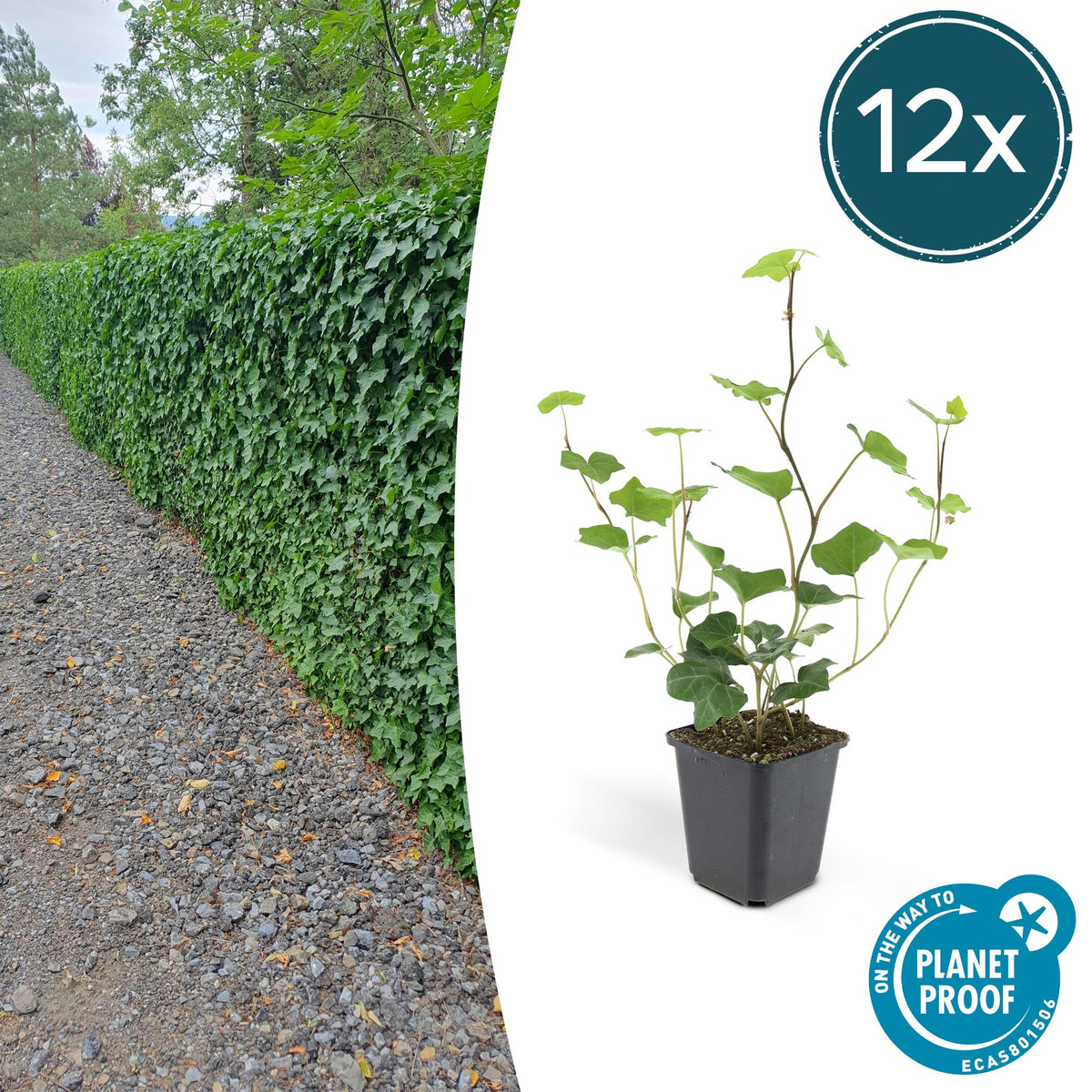 Hedera hibernica (Efeu) – 12 Pflanzen, Ø9 cm, 10–25 cm hoch