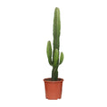 Euphorbia Acrurensis – Ø 17 cm, 50 cm hoch