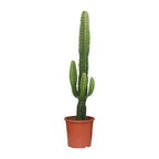 Euphorbia Acrurensis – Ø 17 cm, 50 cm hoch