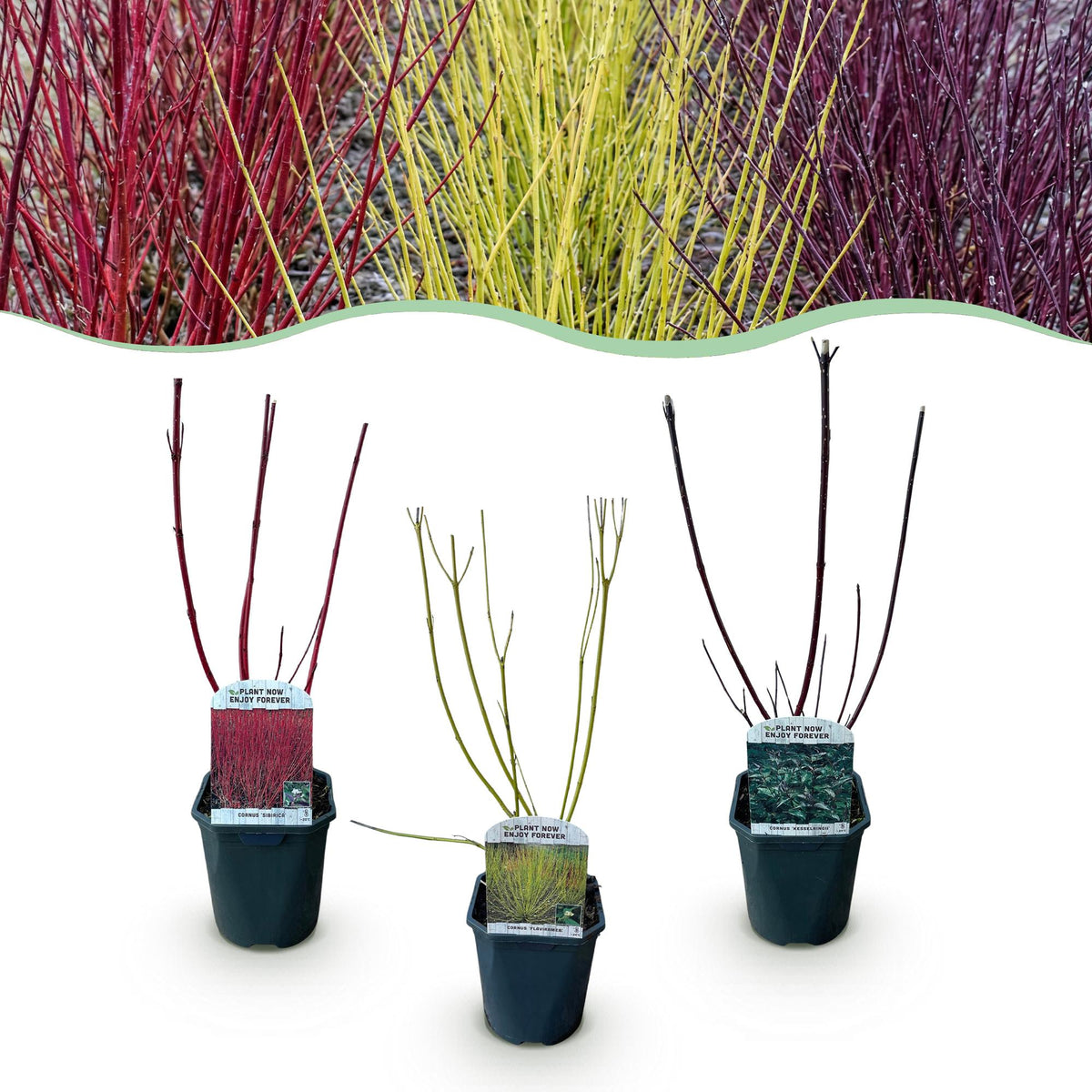Cornus alba 'Tricolour' (kornsletter) – 3 planter, Ø17 cm, 45 cm høje