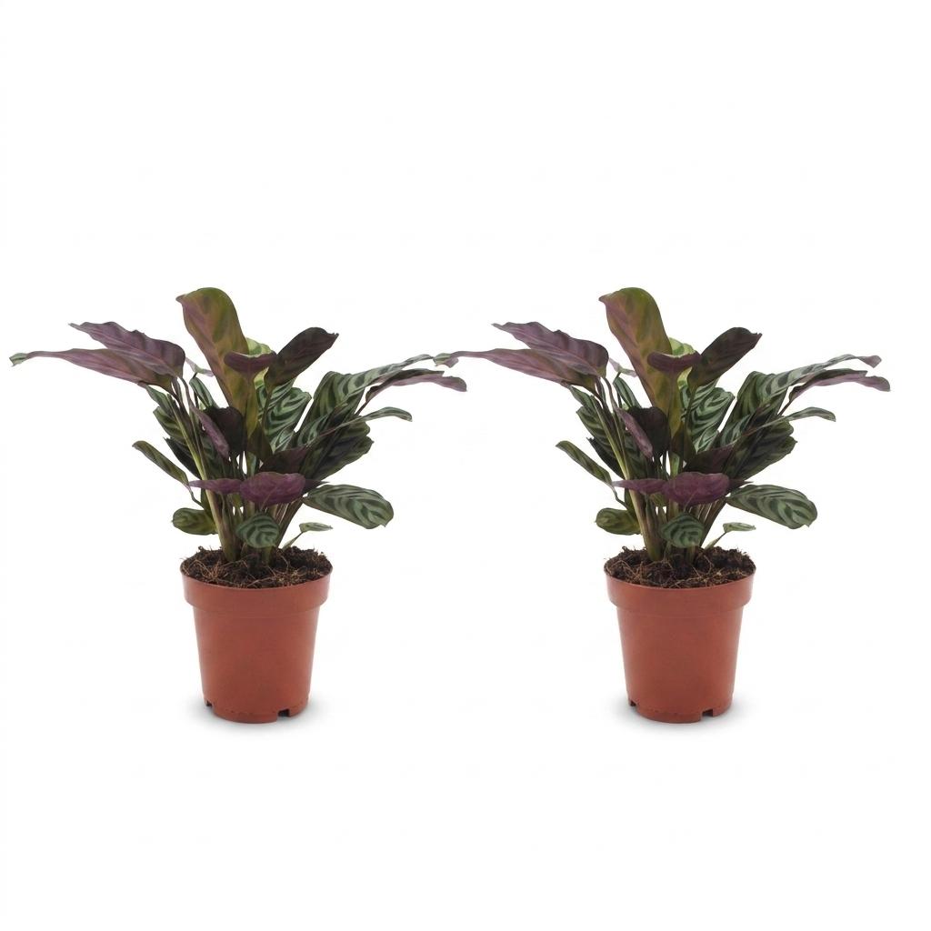2× Ctenanthe burle-marxii (plante-épi de blé) – Ø12 cm, 30 cm de haut