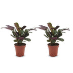2× Ctenanthe burle-marxii (plante-épi de blé) – Ø12 cm, 30 cm de haut