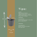 Echinops ritro (chardon à boule) – 6 plantes, Ø9 cm, 10–25 cm de haut