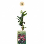 Lonicera periclymenum 'Serotina' (honeysuckle) – purple-yellow – 6 plants, Ø9 cm, 35 cm high