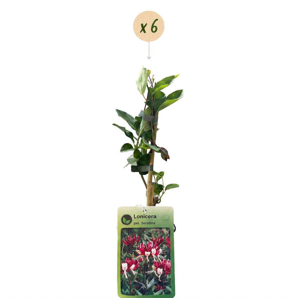 Lonicera periclymenum 'Serotina' (Geißblatt) – violett-gelb – 6 Pflanzen, Ø 9 cm, 35 cm hoch – Bild 2