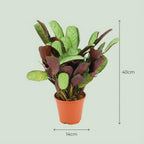 2× Ctenanthe Amagris (visgraatplant) – Ø14 cm, 25–35 cm hoog