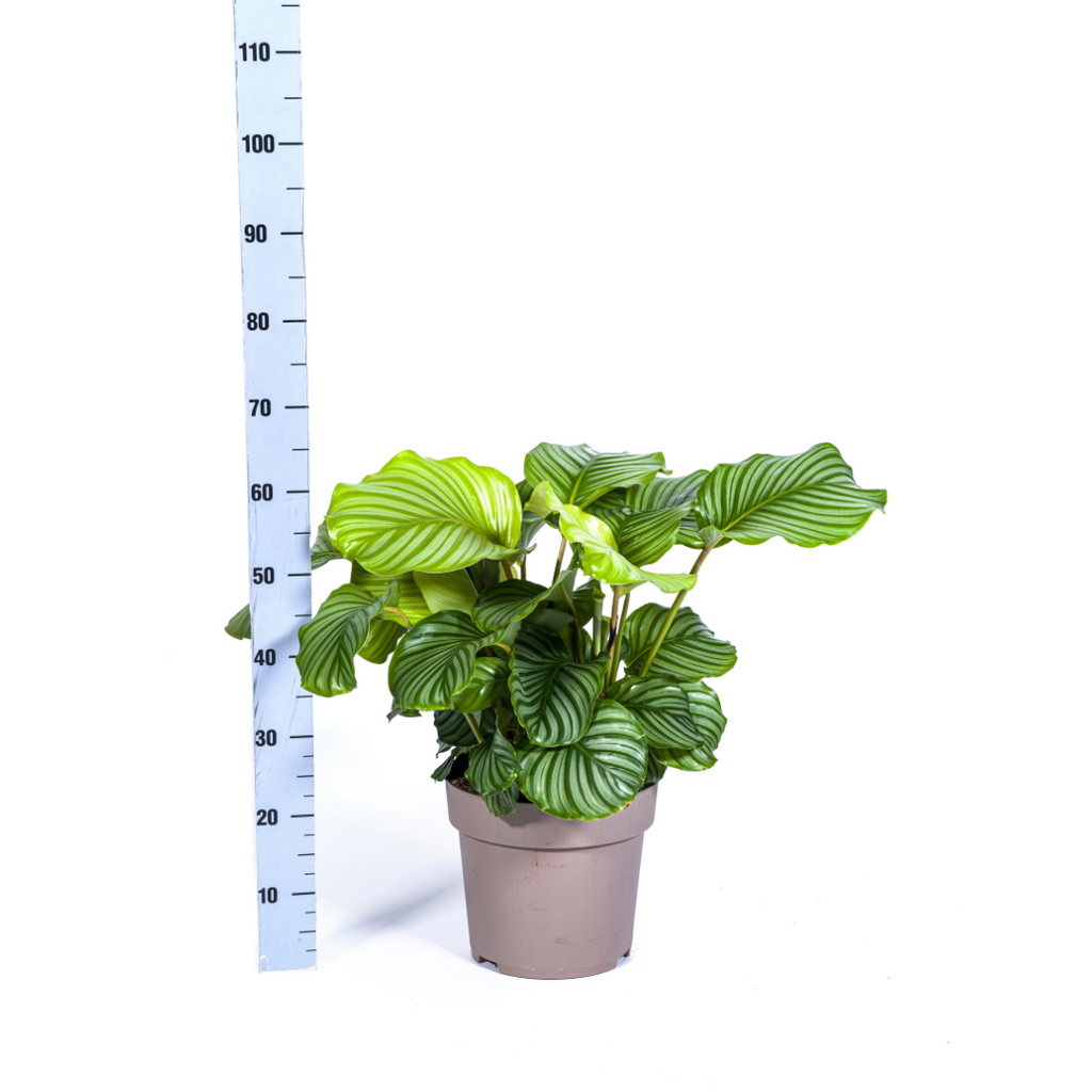 Calathea orbifolia – Ø27 cm, 70–90 cm hoog