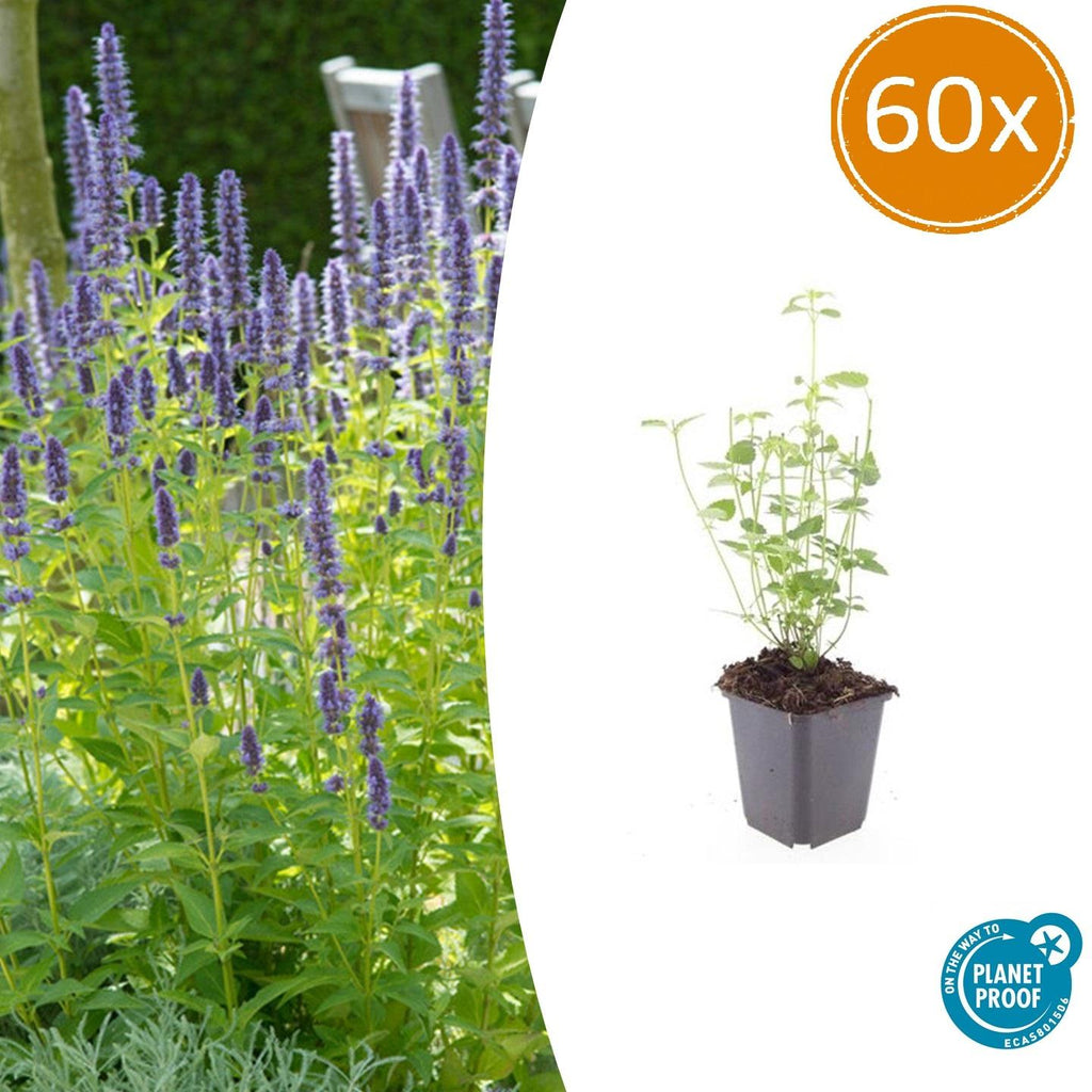 Agastache 'Black Adder' (Königskerze) – 60 Pflanzen, Ø9 cm, 10–25 cm hoch – Bild 2