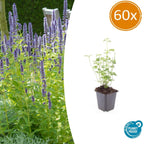 Agastache 'Black Adder' (Königskerze) – 60 Pflanzen, Ø9 cm, 10–25 cm hoch