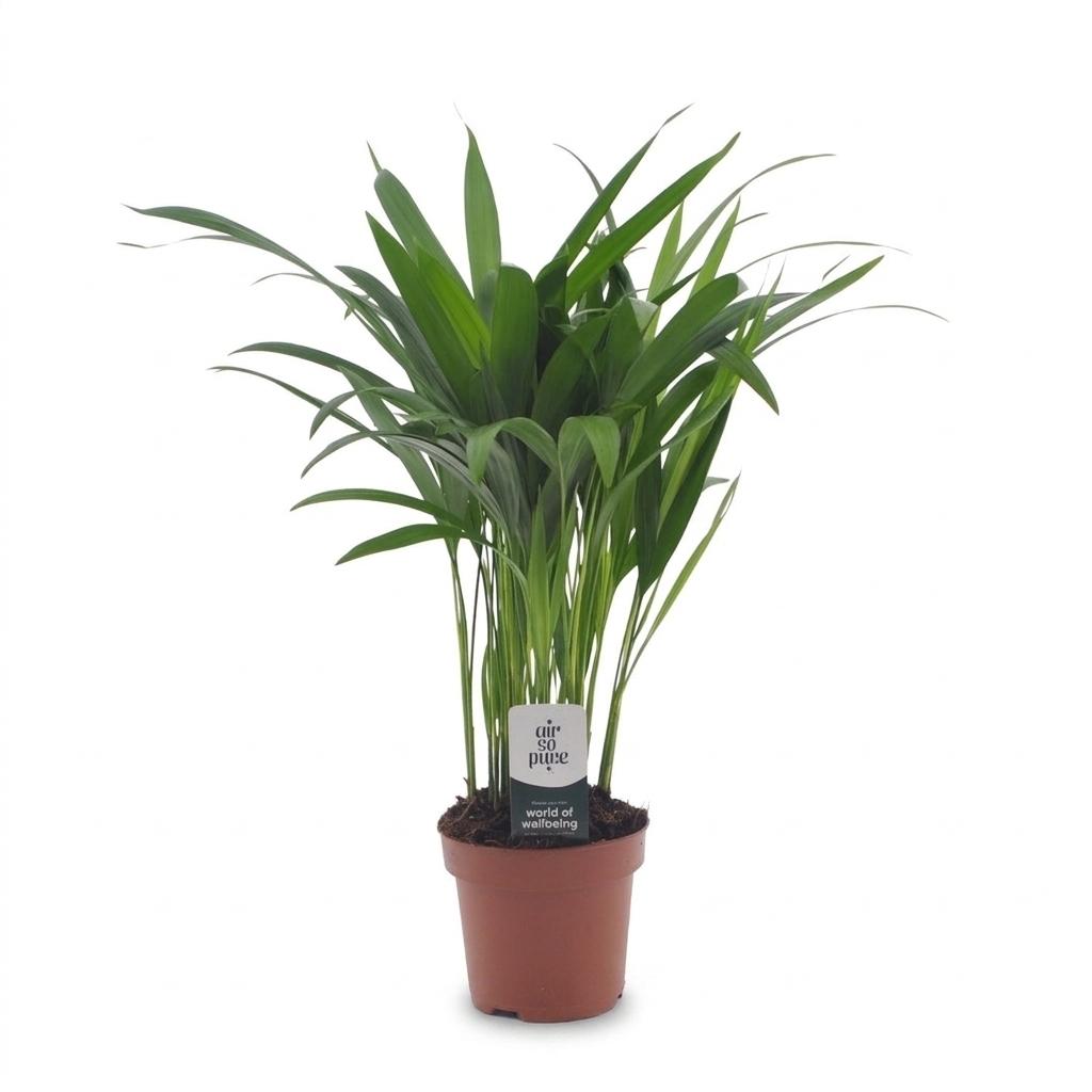 Areca lutescens (Dypsis) – Ø12 cm, 45 cm hoog