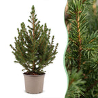 4× Picea glauca Conica (sapin de Noël) – Ø13 cm, 45 cm de haut