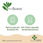Buxus – 14 Pflanzen, Ø 11 cm, 25–30 cm hoch