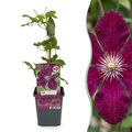 Clematis 'Rouge Cardinal' (clematis) – red – 4 plants, Ø9 cm, 35 cm high