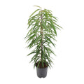 Ficus Binnendijkii Alii – Ø21 cm, 80 cm hoch