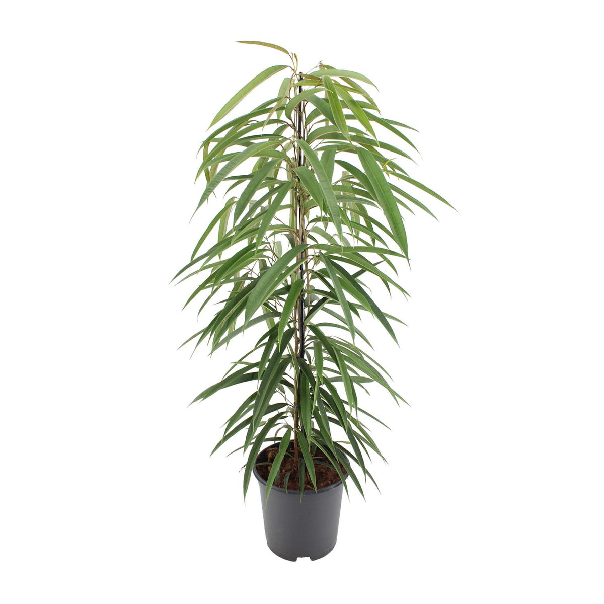 Ficus Binnendijkii Alii – Ø21 cm, 80 cm høj